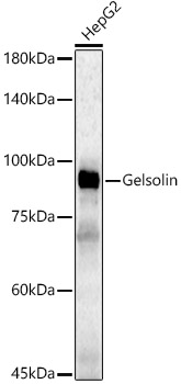 Gelsolin Polyclonal Antibody