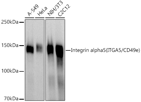Integrin alpha 5 (ITGA5/CD49e) Polyclonal Antibody