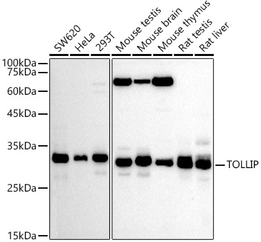 TOLLIP Polyclonal Antibody