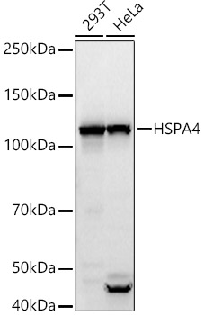 HSPA4 Polyclonal Antibody