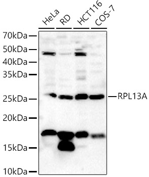 RPL13A Polyclonal Antibody