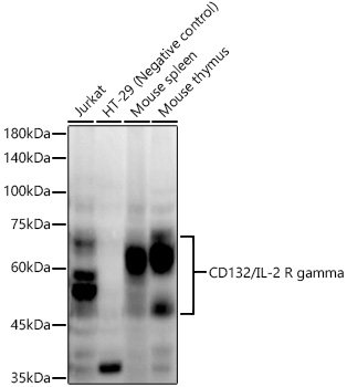 CD132/IL-2 R gamma Monoclonal Antibody [10B9X6]