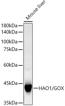HAO1/GOX Monoclonal Antibody [1C5E8]