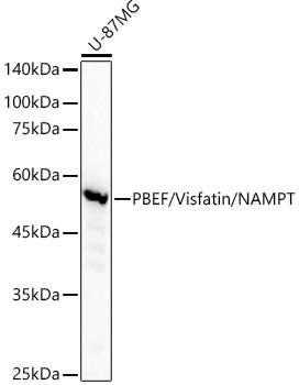 PBEF/Visfatin/NAMPT Monoclonal Antibody [5R7Y4]