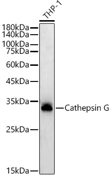 Cathepsin G Monoclonal Antibody [2S2U10]