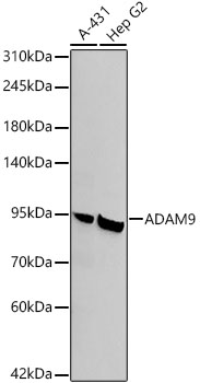 ADAM9 Monoclonal Antibody [3T2G3]&nbsp;<img src="images/icon_newarrival.gif" alt="new" border="0">