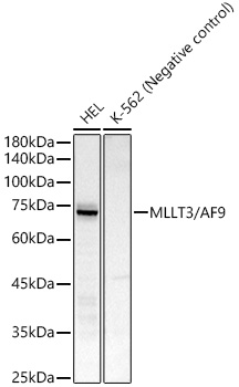 MLLT3/AF9 Monoclonal Antibody [1T4V6]