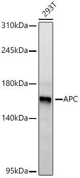 APC Monoclonal Antibody [0V2X6]