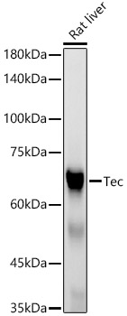Tec Monoclonal Antibody [0J6X0]