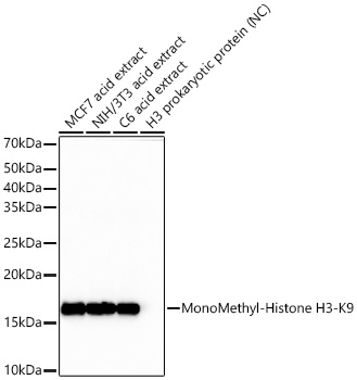 MonoMethyl-Histone H3-K9 Monoclonal Antibody [1O4O9]