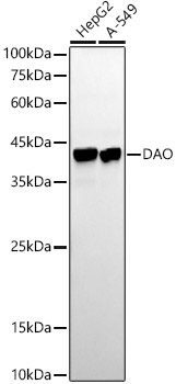 DAO Monoclonal Antibody [1G4U2]