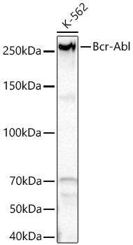 c-Abl Monoclonal Antibody [5X1C10]