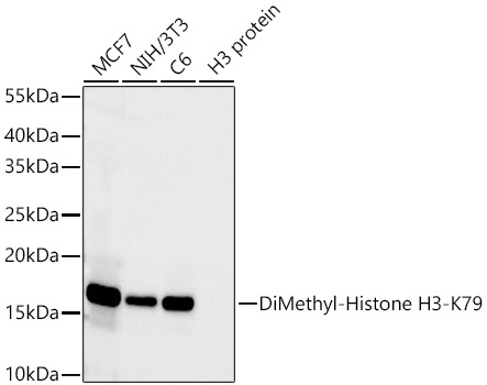 DiMethyl-Histone H3-K79 Monoclonal Antibody [10A8A6]