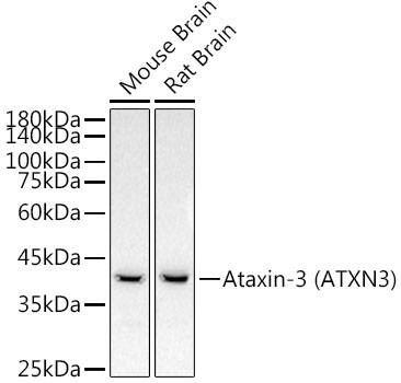 Ataxin-3 (ATXN3) Monoclonal Antibody [7B2I1]