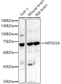 MFSD2A Polyclonal Antibody
