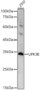 UPK3B Polyclonal Antibody