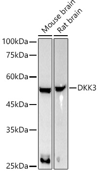 DKK3 Monoclonal Antibody [7O2I10]
