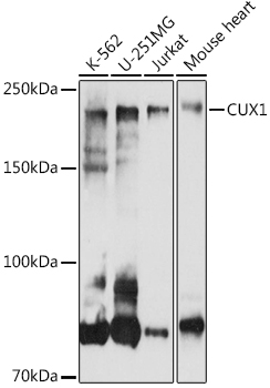 CUX1 Polyclonal Antibody