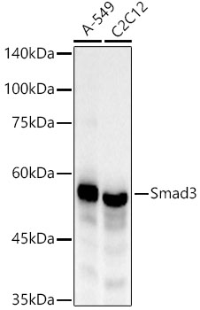 Smad3 Monoclonal Antibody [5W8U8]
