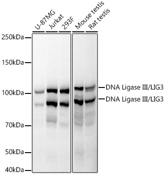 DNA Ligase III/LIG3 Monoclonal Antibody [5I7T5]