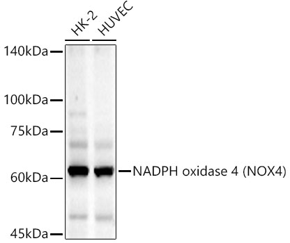 NADPH oxidase 4 (NOX4) Monoclonal Antibody [7Y2L10]