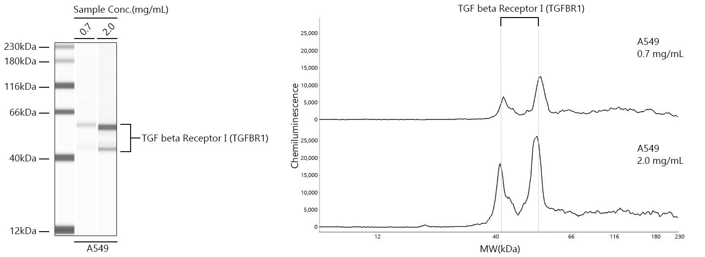 TGF beta Receptor I (TGFBR1) Monoclonal Antibody [1Y8U8]