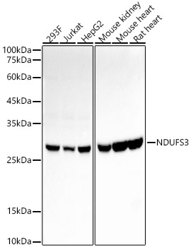 NDUFS3 Monoclonal Antibody [2B2P5]