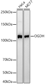 OGDH Monoclonal Antibody [4O7N7]