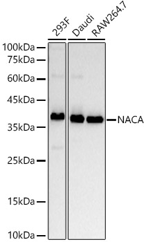 NACA Monoclonal Antibody [3T9X7]