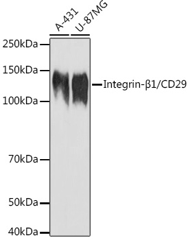 Integrin-B1/CD29 Polyclonal Antibody