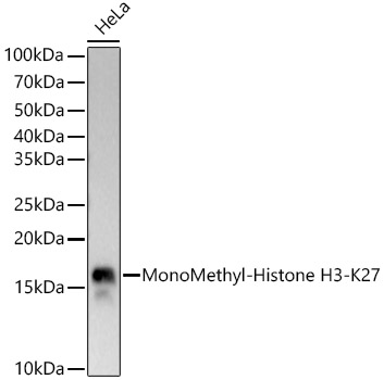 MonoMethyl-Histone H3-K27 Monoclonal Antibody [2M3F10]