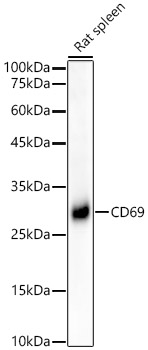 CD69 Monoclonal Antibody