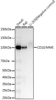 CD10/MME Monoclonal Antibody [9F1G7]
