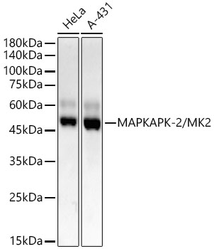 MAPKAPK-2/MK2 Monoclonal Antibody [3S9N5]