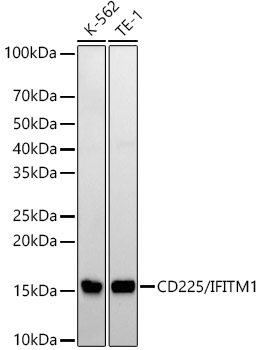 CD225/IFITM1 Monoclonal Antibody [7W8D7]
