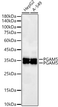 PGAM5 Monoclonal Antibody [7J3A5]