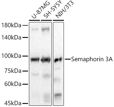 Semaphorin 3A Monoclonal Antibody [7M10D0]