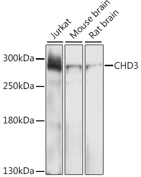 CHD3 Polyclonal Antibody
