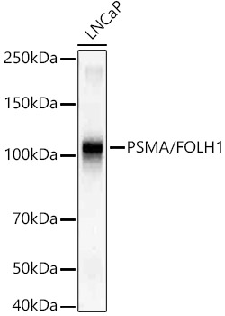 PSMA/FOLH1 Monoclonal Antibody [7M9F5]
