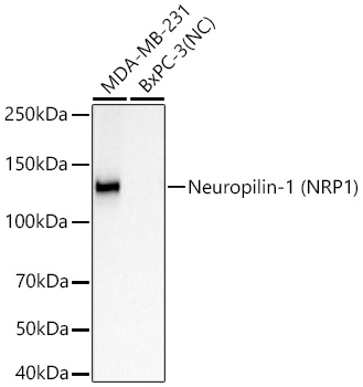 Neuropilin-1 (NRP1) Monoclonal Antibody