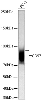CD97 Monoclonal Antibody [6J2C4]