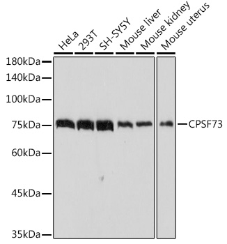 CPSF73 Monoclonal Antibody [4S4P2]