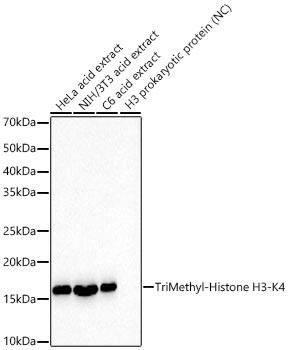 TriMethyl-Histone H3-K4 Monoclonal Antibody [6F7R2]