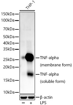 TNF-a Monoclonal Antibody [1I6P5]