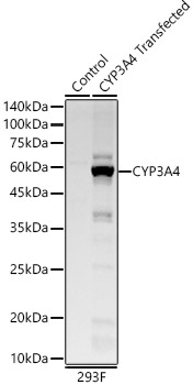 CYP3A4 Monoclonal Antibody [7K5L10]
