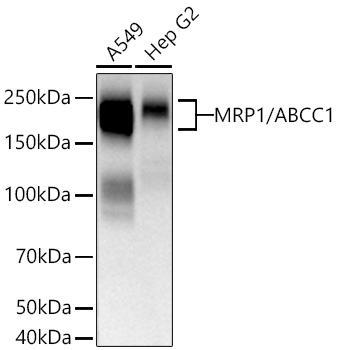 MRP1/ABCC1 Monoclonal Antibody [0J6M2]