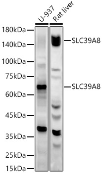 SLC39A8 Polyclonal Antibody