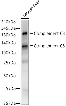Complement C3 Monoclonal Antibody [1W8T10]
