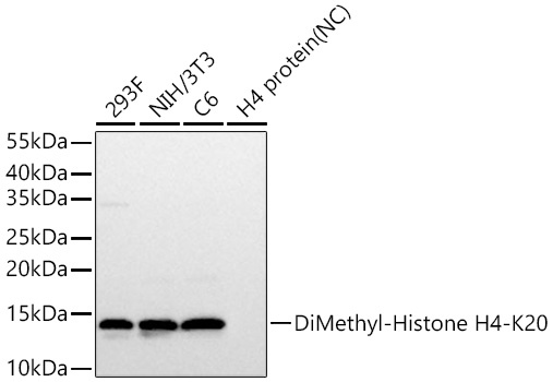 DiMethyl-Histone H4-K20 Monoclonal Antibody [1E8Q2]