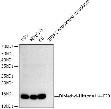 DiMethyl-Histone H4-K20 Monoclonal Antibody